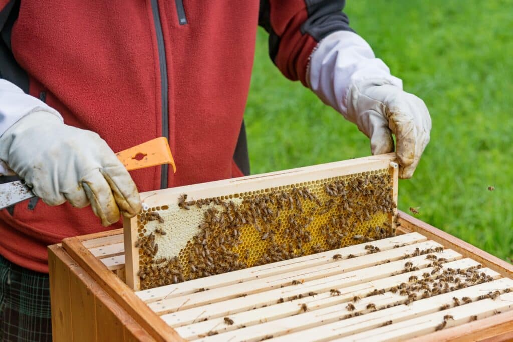 Beekeeping-class